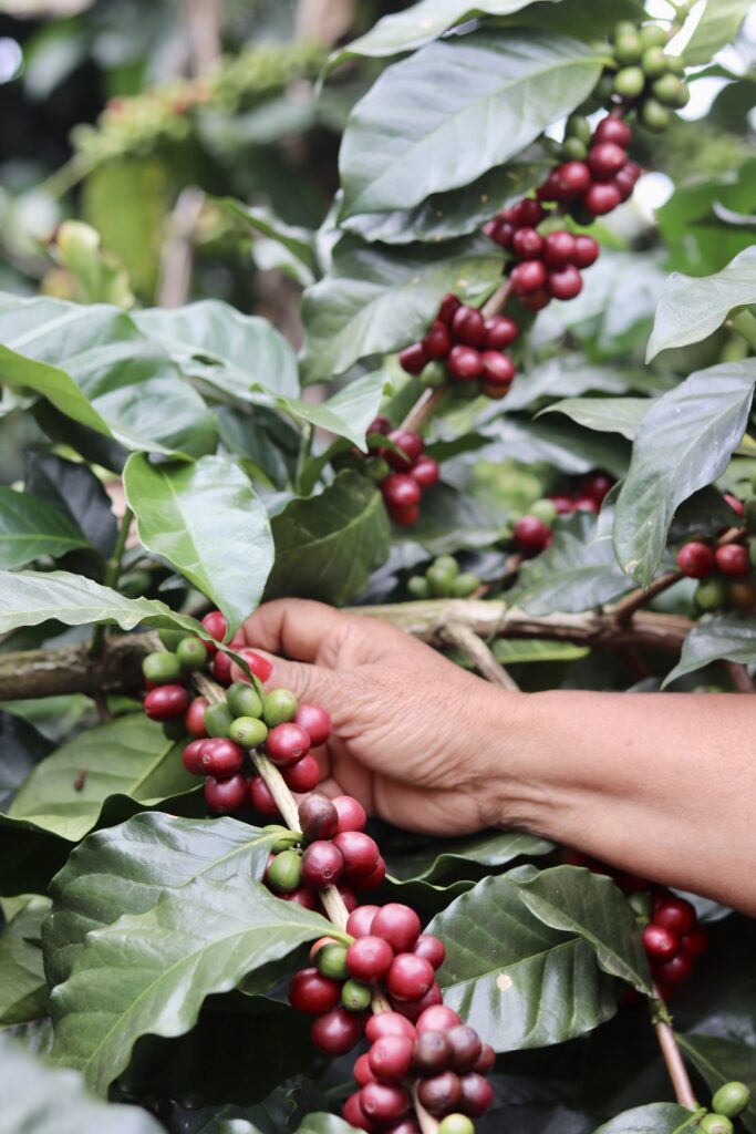 Los 357 caficultores asociados a CoomerciaCafé en el norte de Nariño son el corazón de nuestra esencia. Con manos expertas y un profundo respeto por la tierra, cultivan cafés especiales en alturas privilegiadas, donde el clima y los suelos volcánicos crean perfiles únicos de taza. Su trabajo va más allá de la cosecha: preservan ecosistemas, fortalecen la economía local y transmiten de generación en generación el arte de producir café con propósito. En cada grano se refleja su historia de resiliencia y la promesa de un futuro sostenible para el café nariñense. 